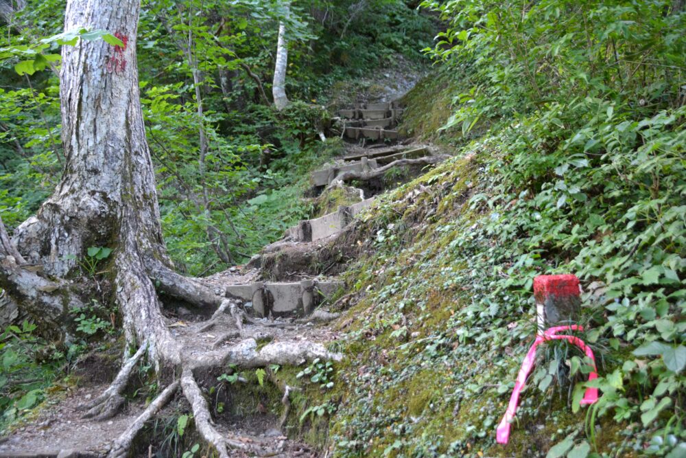 剱岳・早月尾根の樹林帯の登山道