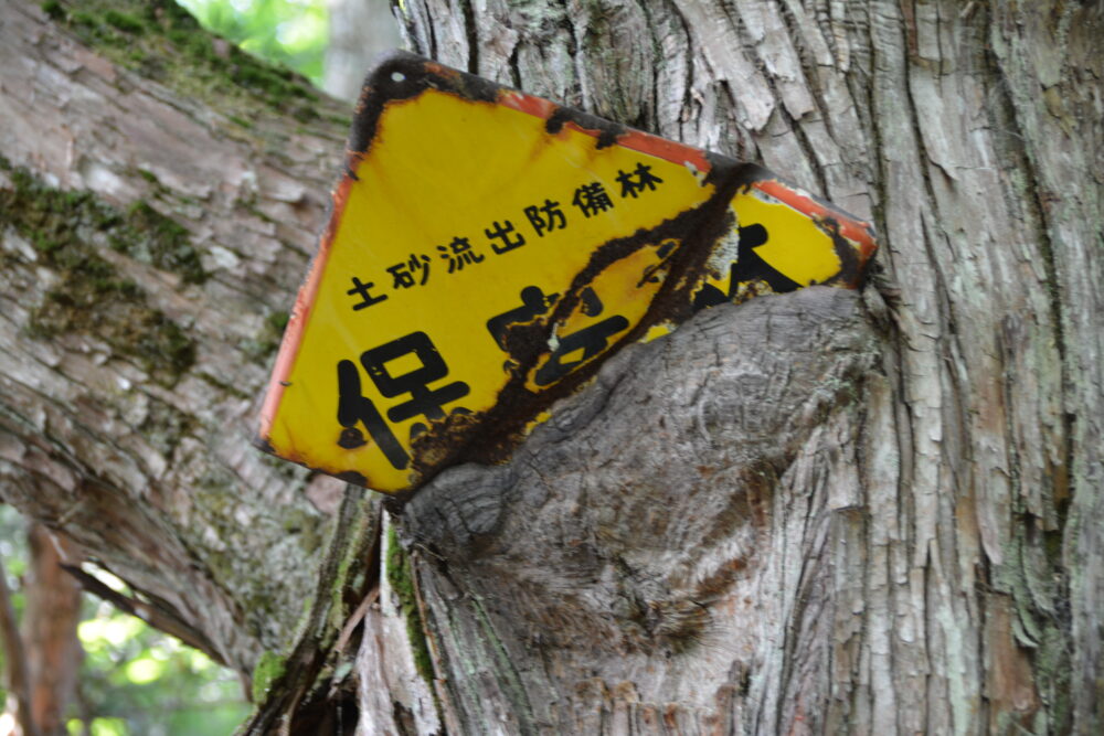 剱岳・早月尾根の大きな立山杉に飲み込まれそうな看板