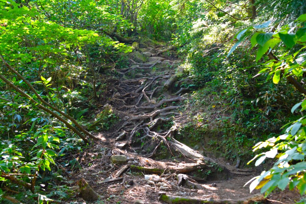 剱岳・早月尾根登山道の木の根の階段