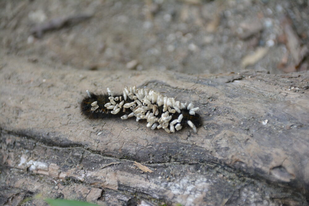 剱岳の早月尾根で見かけた毛虫