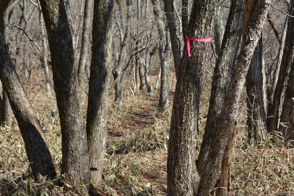 浅間隠山の登山道と目印(ピンクテープ)