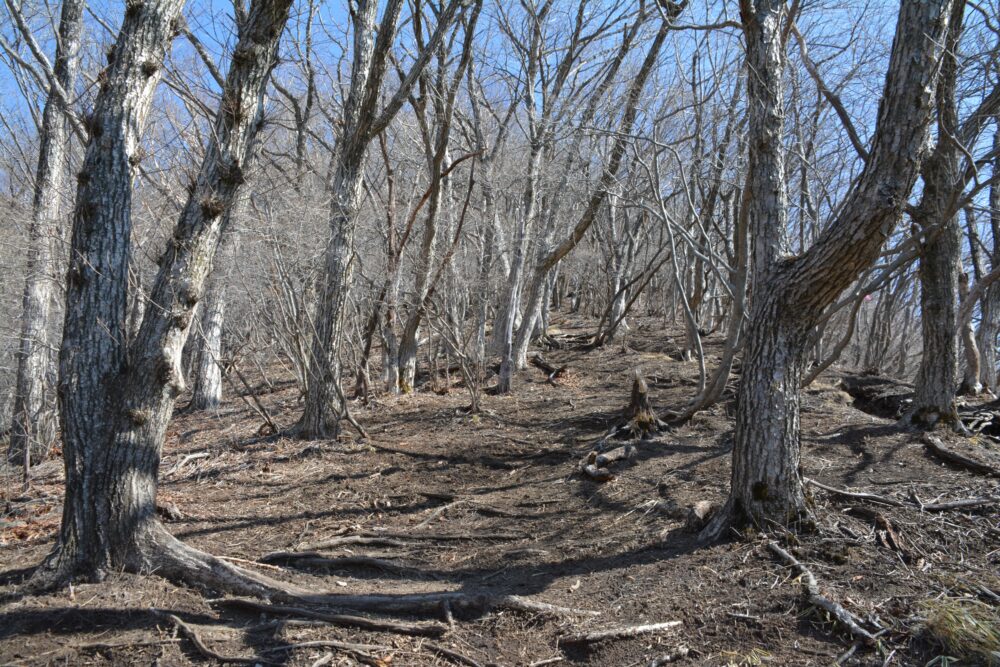 浅間隠山の登山道