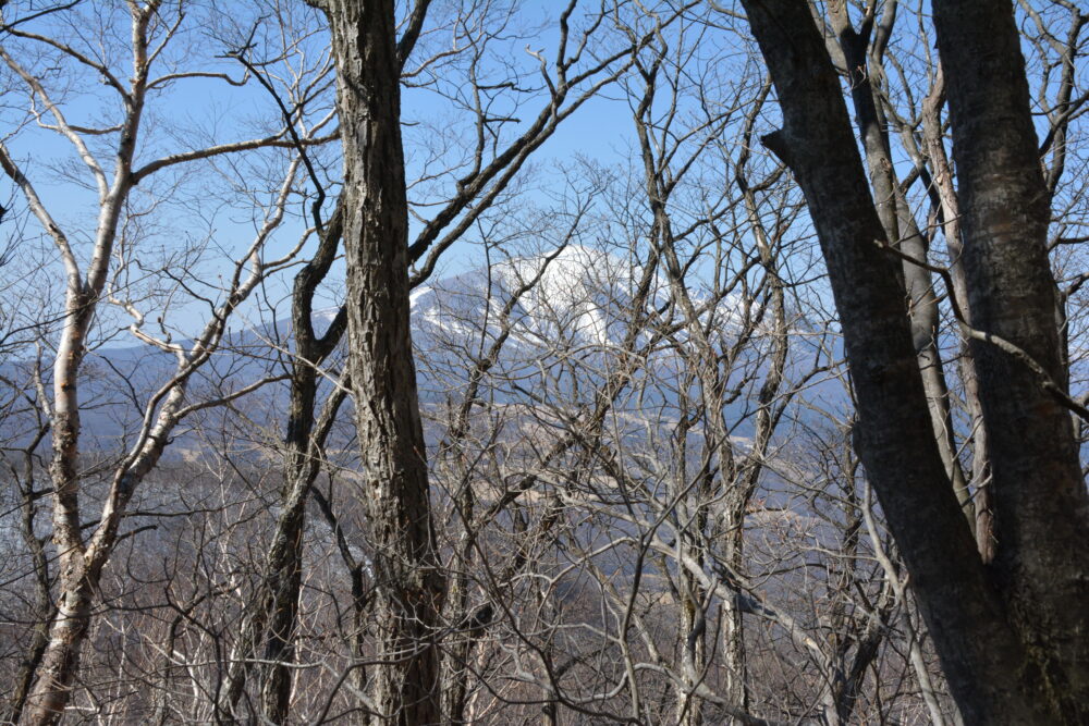浅間隠山の木々の隙間から見える浅間山