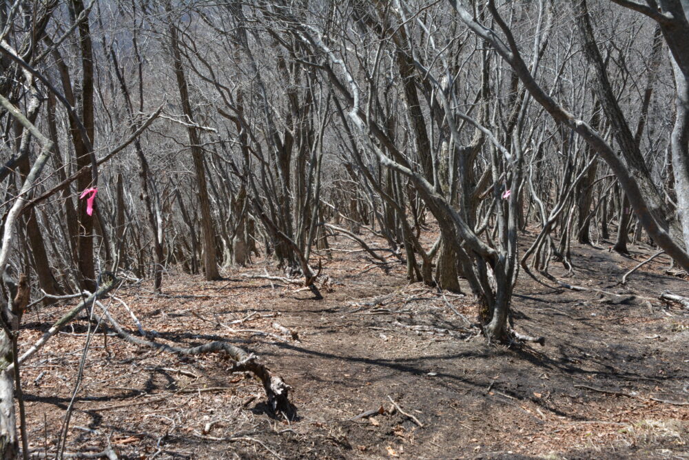 浅間隠山の登山道