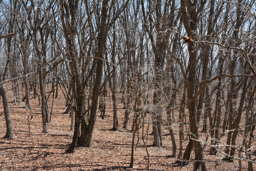 浅間隠山の落葉した樹林帯