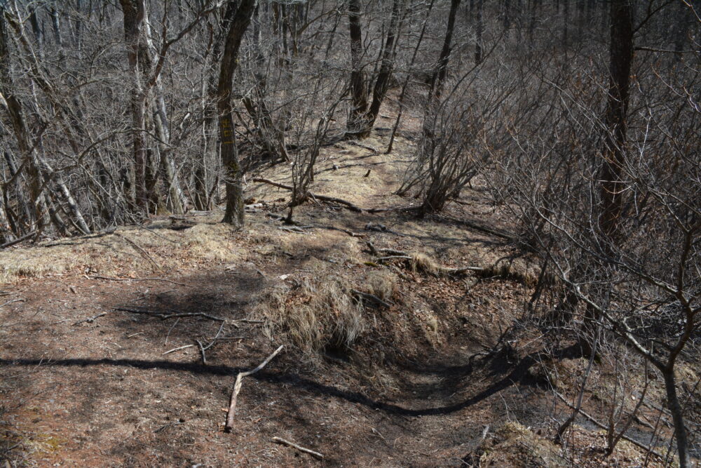浅間隠山の分岐