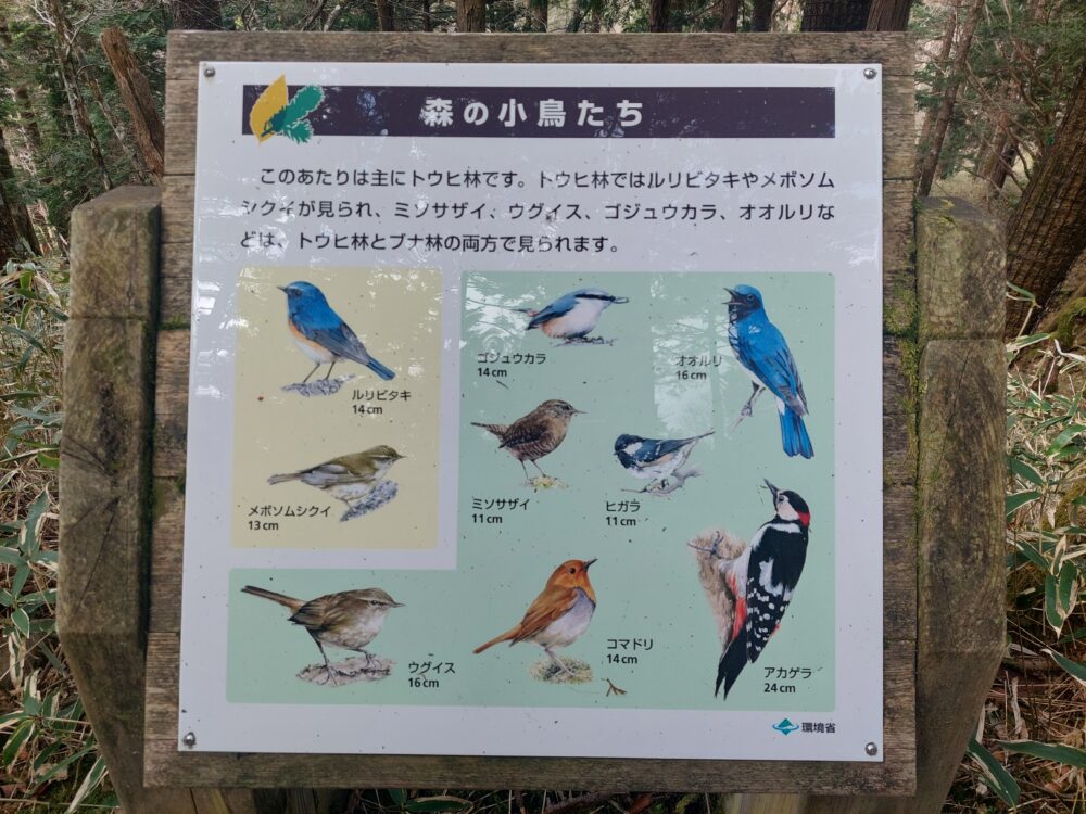 大台ヶ原の登山道にある森の小鳥たちの案内書き