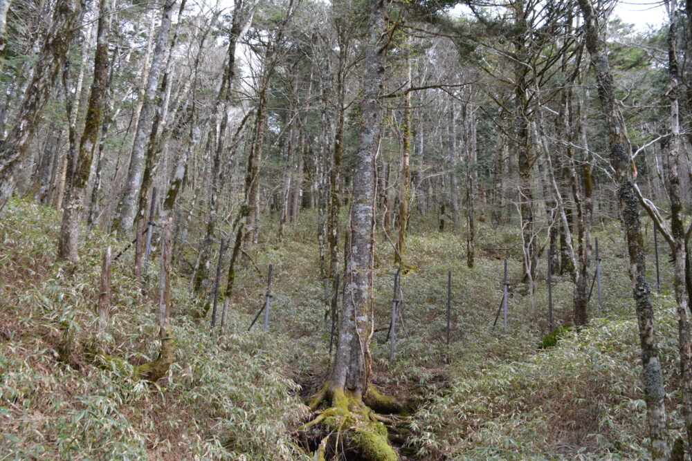 大台ヶ原の木々