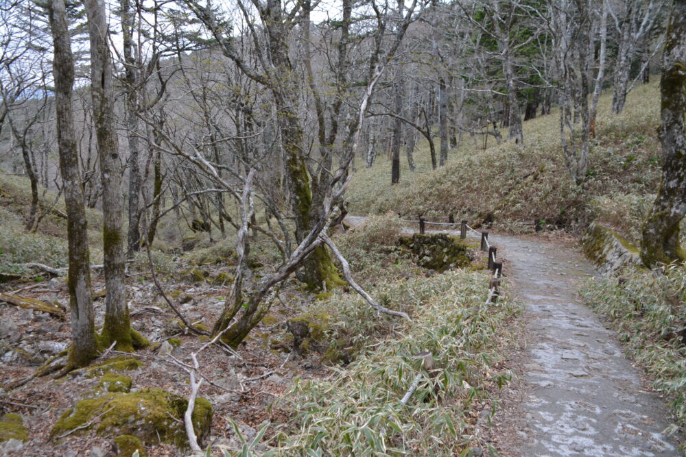 大台ヶ原の登山道