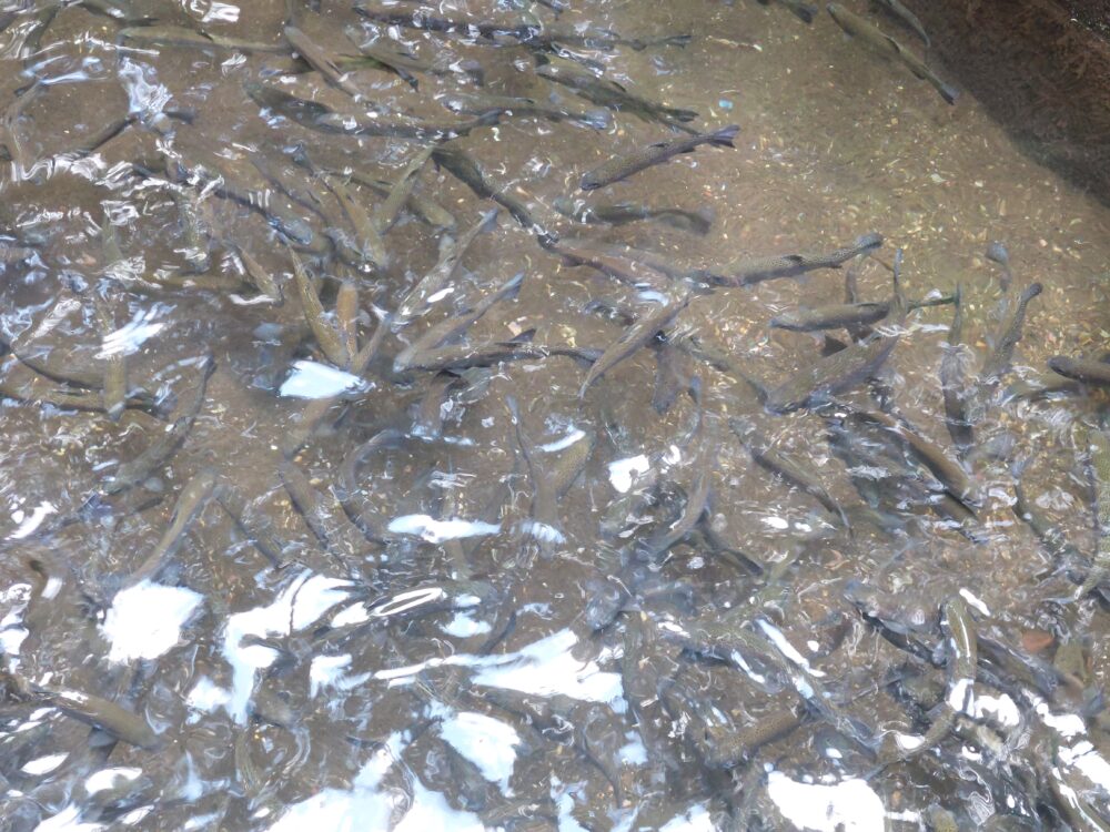 黒山園/黒山三滝お休み処のニジマスの釣り堀