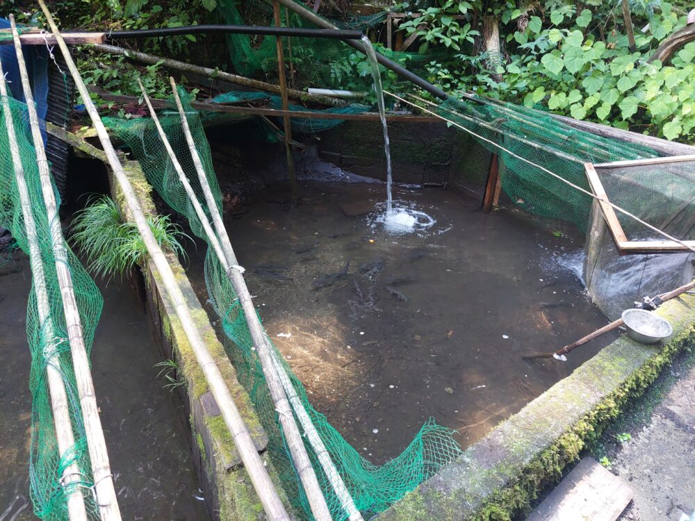 黒山園/黒山三滝お休み処のイワナの釣り堀