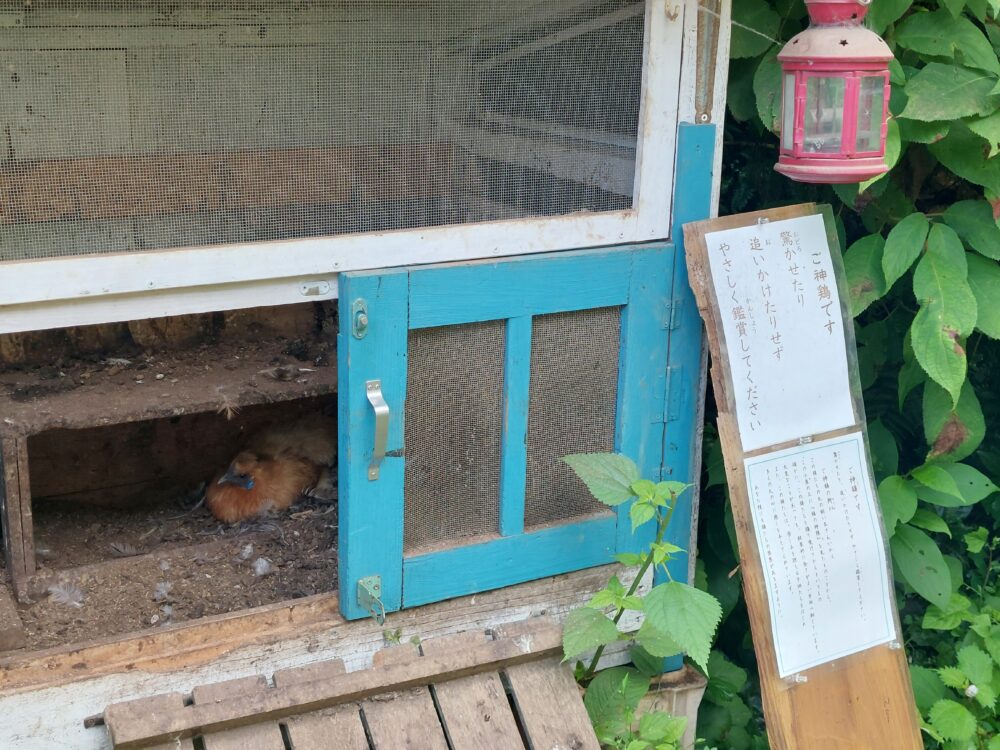 黒山三滝のご神鶏