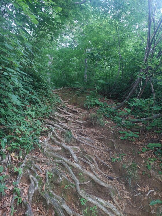 飯豊山の樹林帯の登り