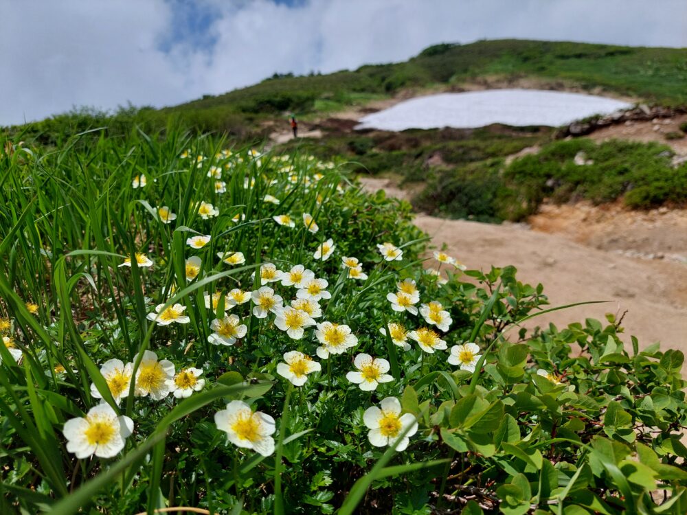 飯豊山の登山道脇に咲くチングルマ