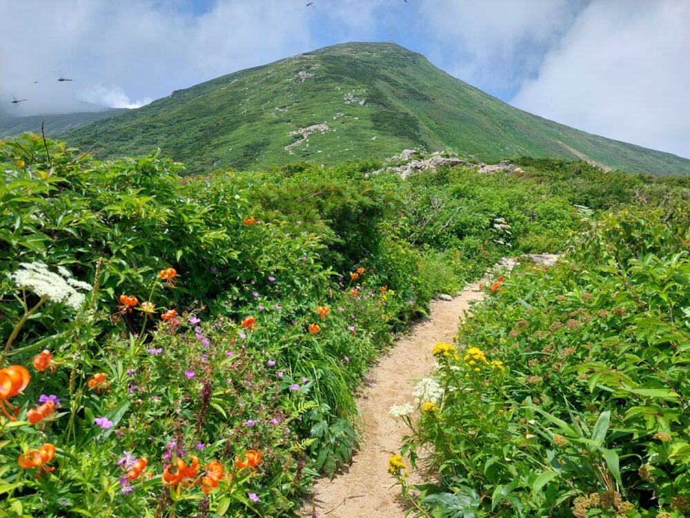 飯豊山のお花畑と本山