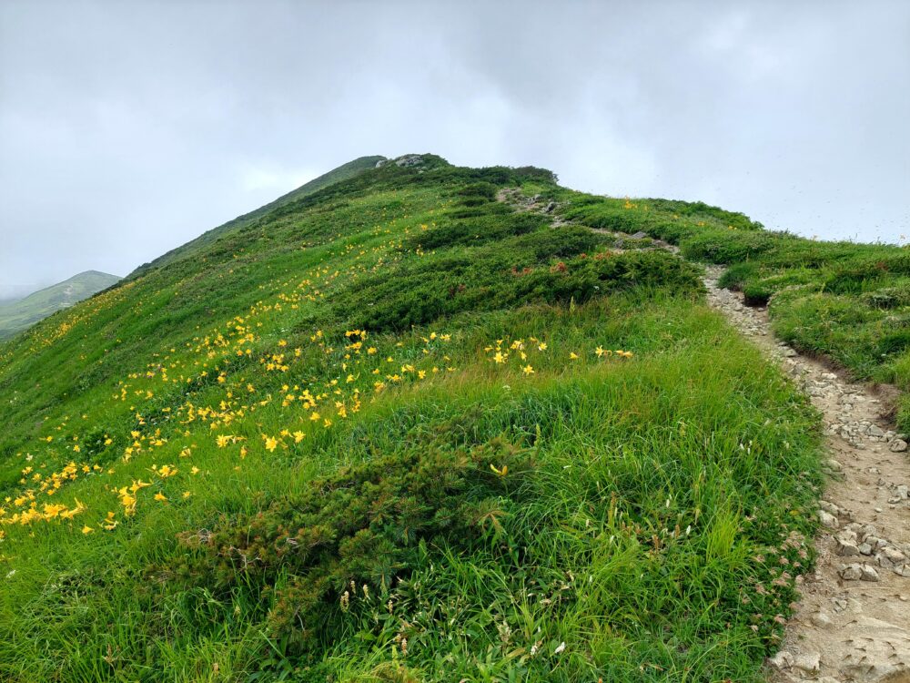 飯豊山の山頂へ続く登山道とニッコウキスゲの花畑