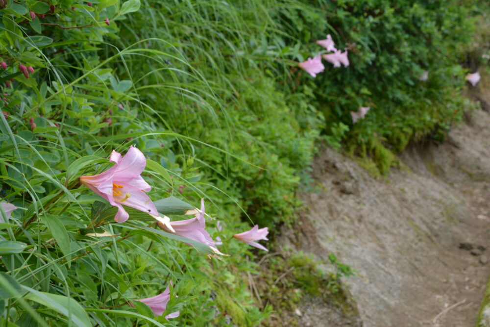 飯豊山に咲いていたお花
