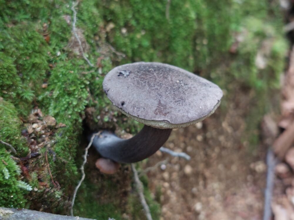 飯豊山に生えていたキノコ