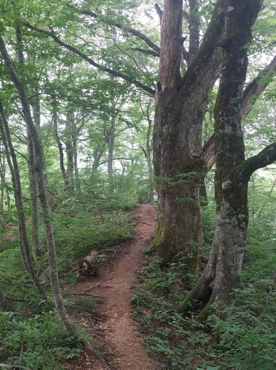 ブナの大木が並ぶ飯豊山の登山道