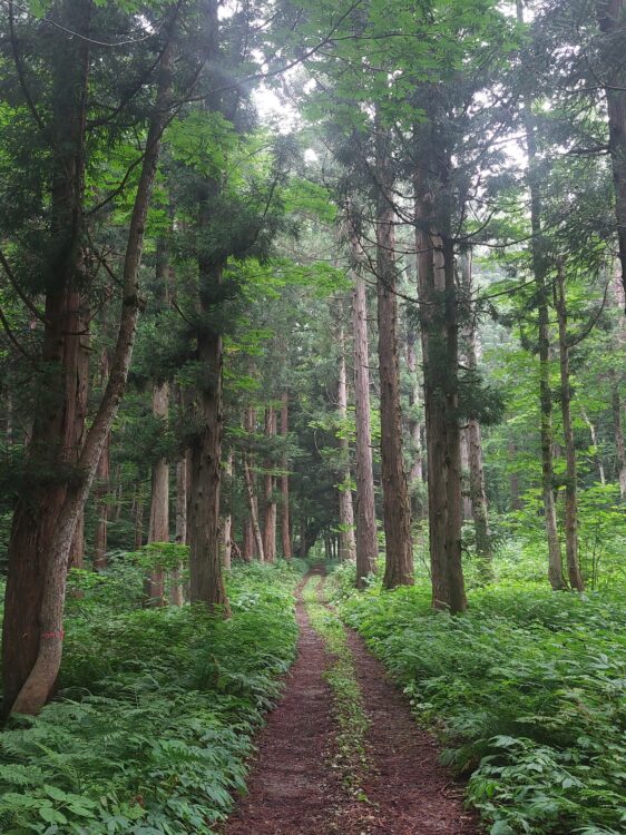 飯豊山・表参道の杉並木