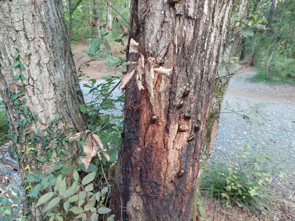 ニューサンピア埼玉おごせのキャンプ場にあった虫が集まるクヌギの木