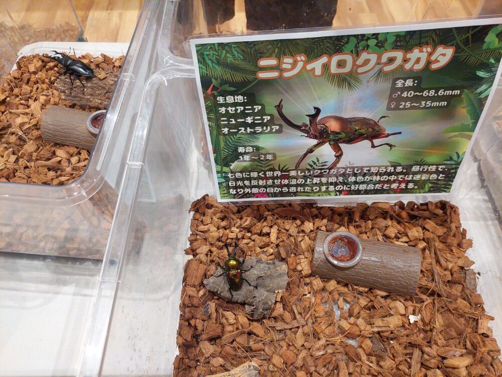 いきもの探検隊吉川店のニジイロクワガタ