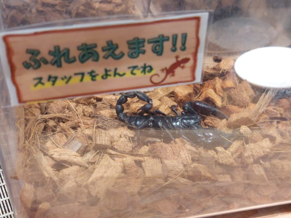 いきもの探検隊吉川店のサソリ