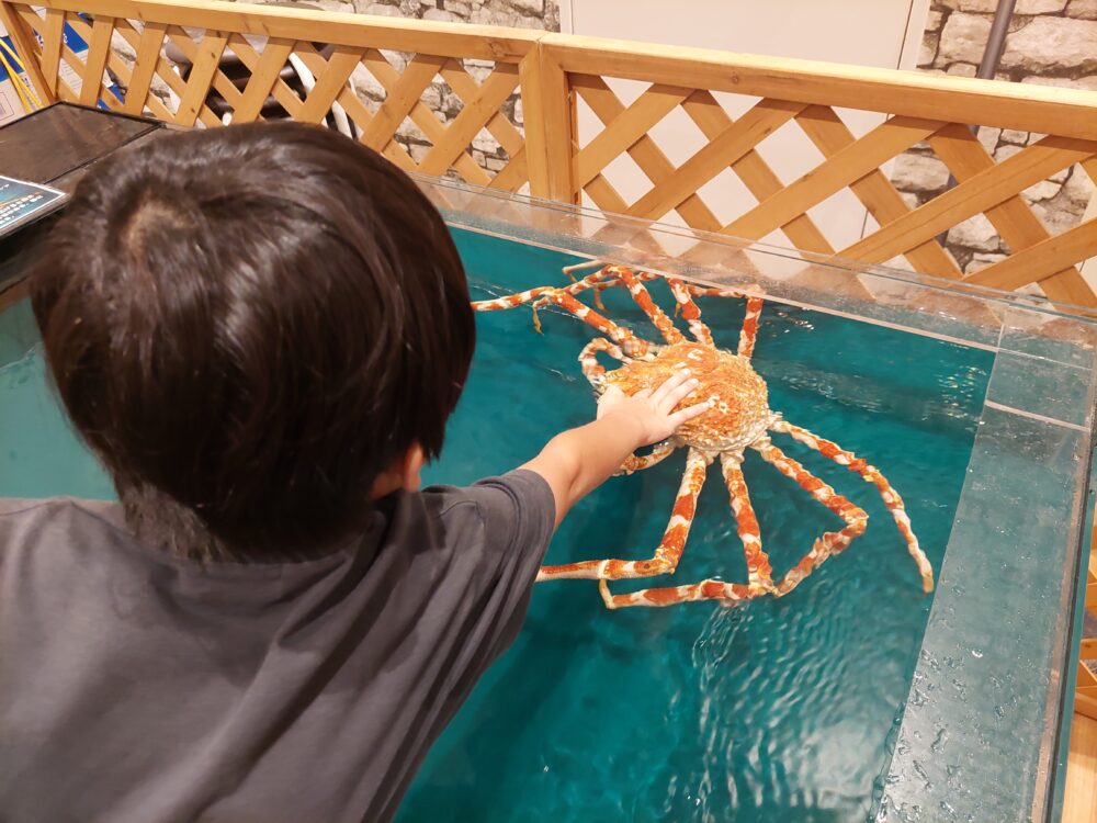 いきもの探検隊吉川店でタカアシガニに触る子供