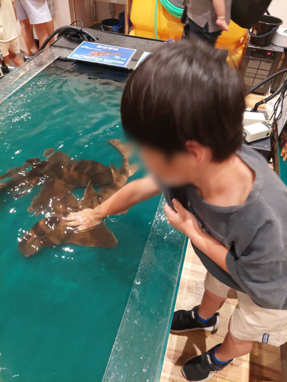 いきもの探検隊吉川店でネコザメに触る子供