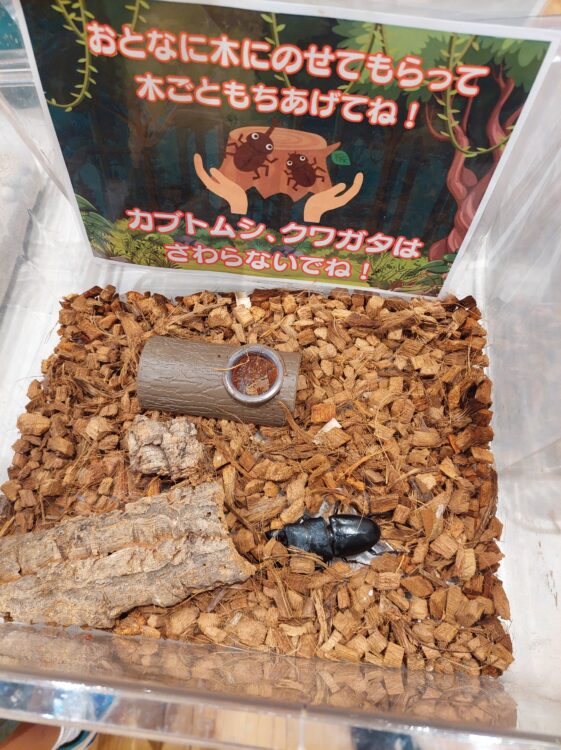 いきもの探検隊吉川店で展示されている外国産のヒラタクワガタ