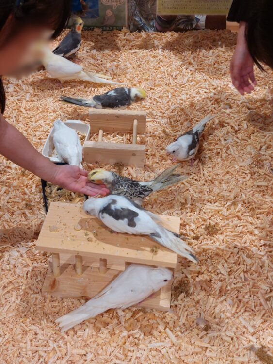 いきもの探検隊吉川店インコ