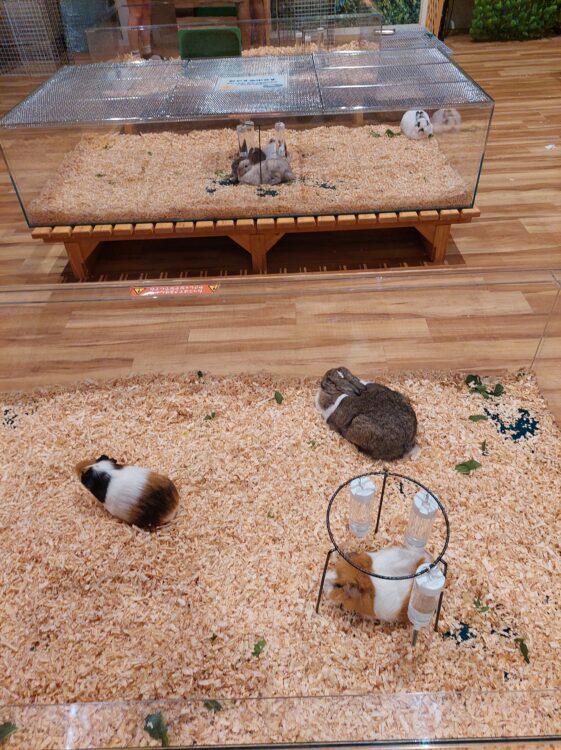 いきもの探検隊吉川店のウサギやハムスター