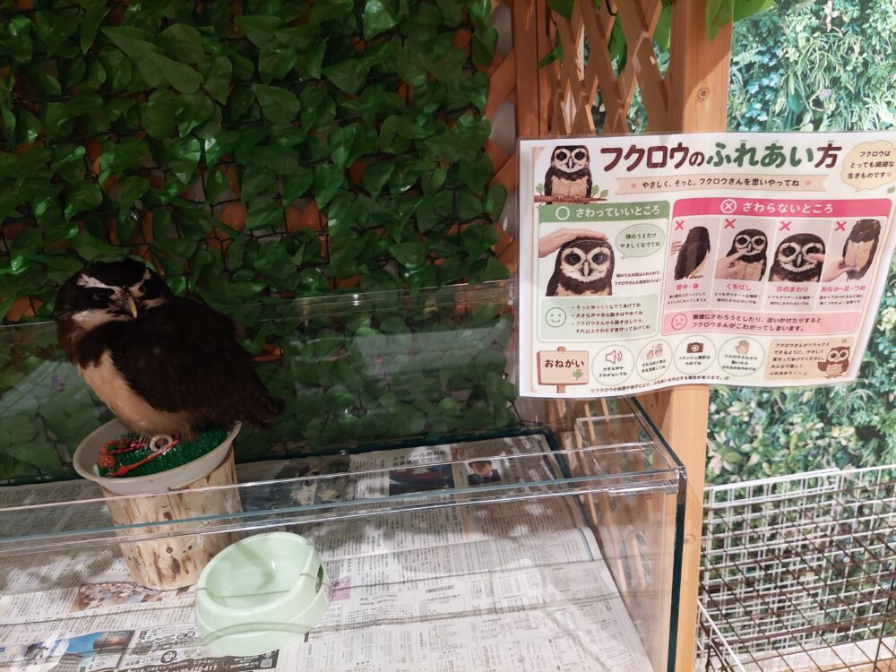 いきもの探検隊吉川店のフクロウ