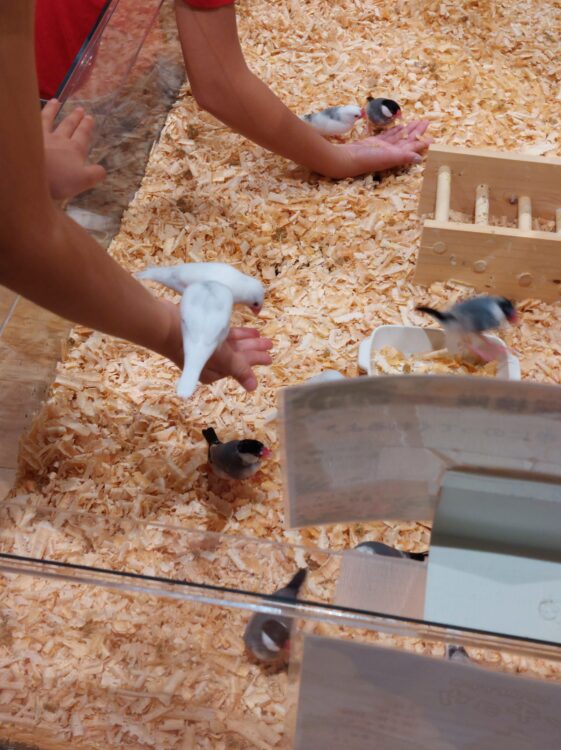 いきもの探検隊吉川店の文鳥