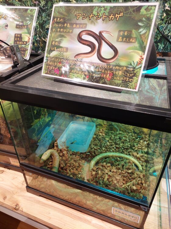 いきもの探検隊吉川店のアシナシトカゲ