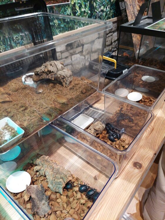 いきもの探検隊吉川店爬虫類