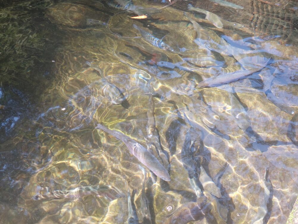 風布にじます釣り堀センターの釣り堀のニジマス