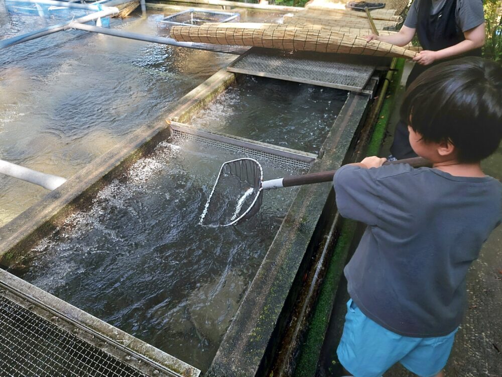 風布にじます釣り堀センターの釣り堀の生け簀で網でニジマスを捕る子供