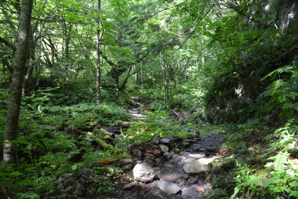 蝶ヶ岳の登山道