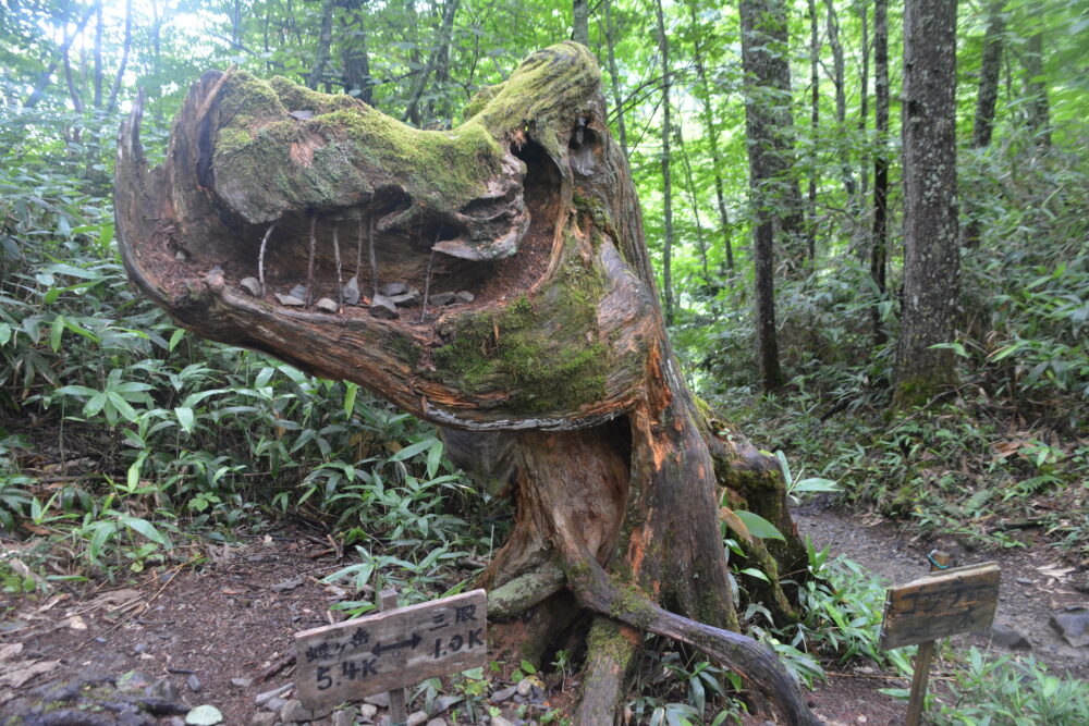 蝶ヶ岳の登山道にあるゴジラみたいな木