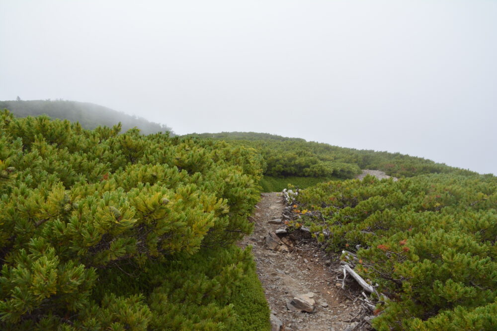 蝶ヶ岳のハイマツ生い茂る登山道