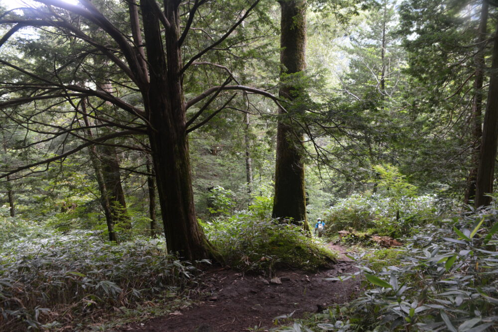 前常念岳の樹林帯