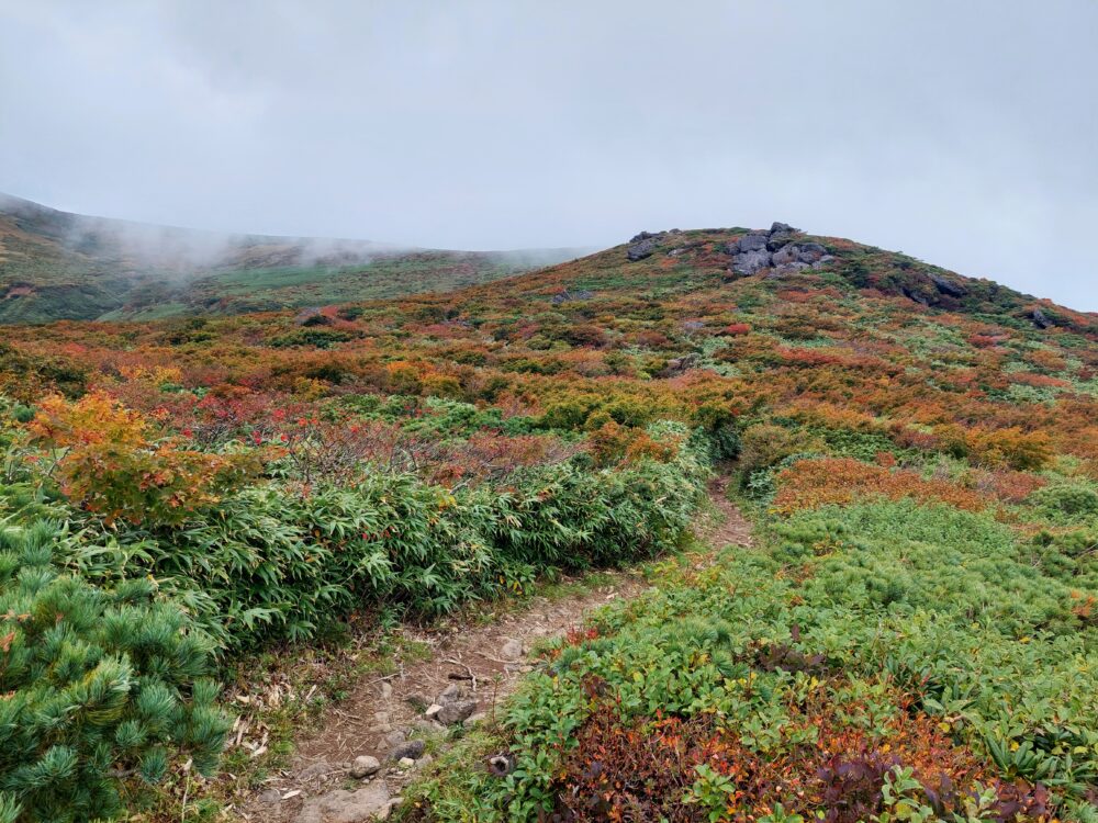 東栗駒山から栗駒山へ向かう登山道の紅葉