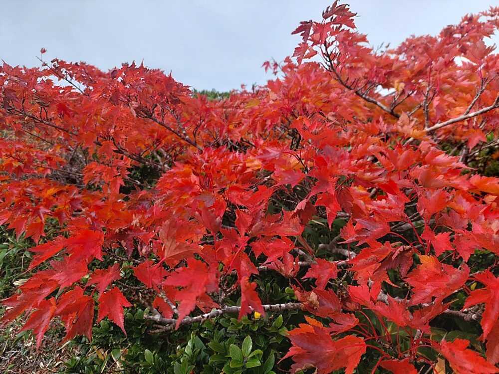 栗駒山の真っ赤に色付いた葉