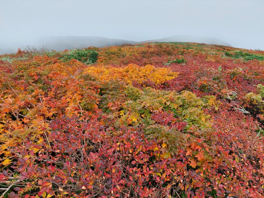 栗駒山の紅葉