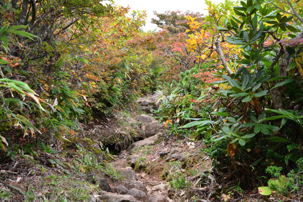 栗駒山・東栗駒コースの登山道