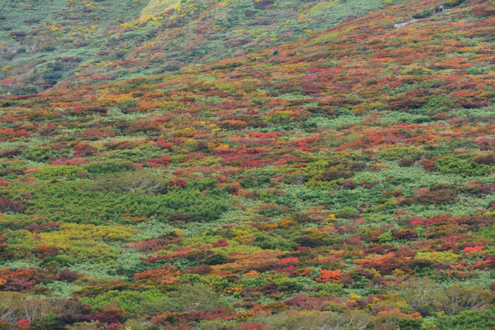 栗駒山の紅葉