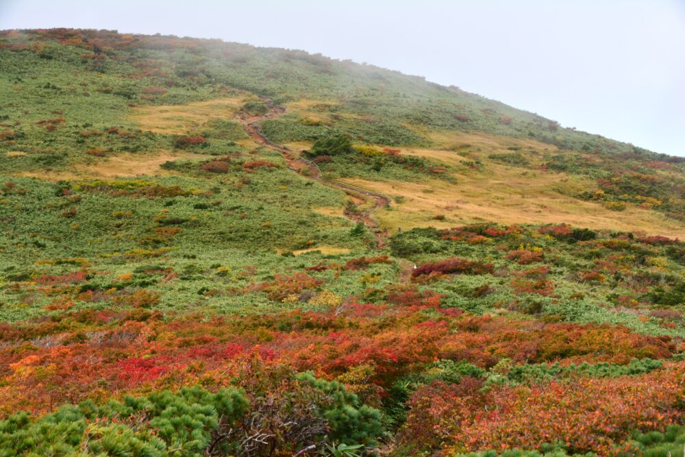 東栗駒山から栗駒山へ向かう登山道の紅葉