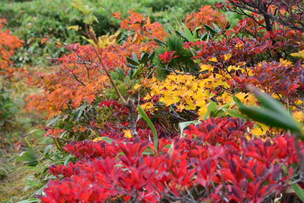 栗駒山の紅葉
