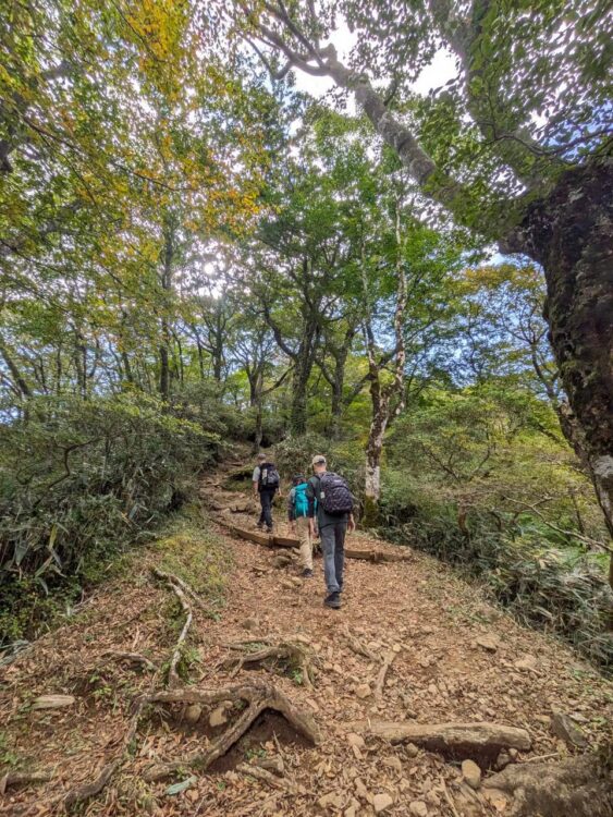 金時山の登山道を歩く登山者たち